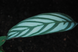 Ctenanthe setosa Leaf (16/01/2016, Kew Gardens, London)