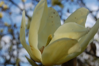 Magnolia 'Elizabeth' Flower (23/04/2016, Kew Gardens, London)