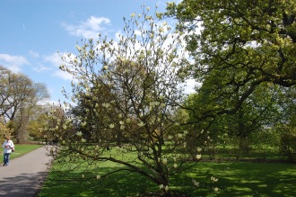 Magnolia 'Elizabeth' (23/04/2016, Kew Gardens, London)