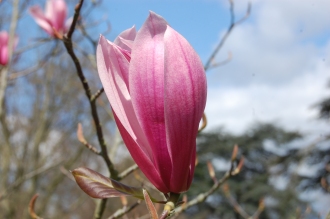 Magnolia 'Spectrum' Flower (23/04/2016, Kew Gardens, London)