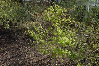Corylopsis glabrescens (23/04/2016, Kew Gardens, London)
