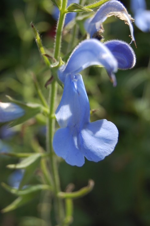 Salvia patens 'Cambridge Blue' Flower (08/09/12, Kew gardens, London)