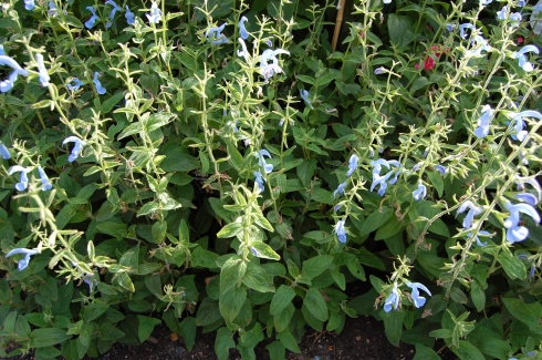 Salvia patens 'Cambridge Blue' (08/09/12, Kew gardens, London)